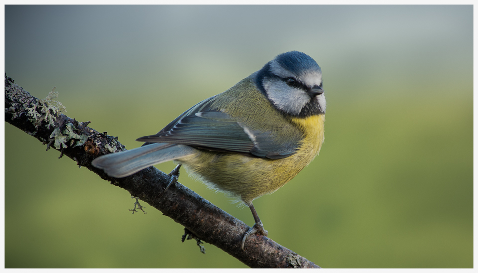 Blue Tit