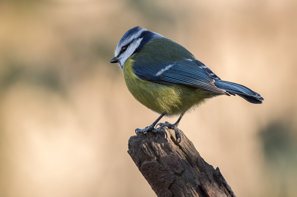 Blue Tit