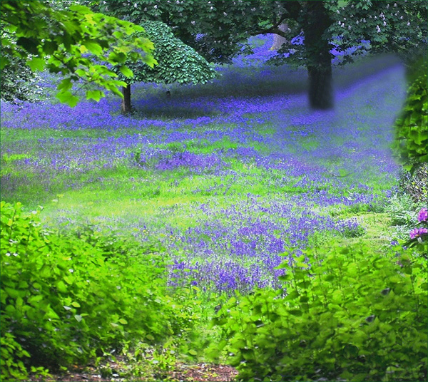 Bluebell Meadow