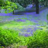 Bluebell Meadow