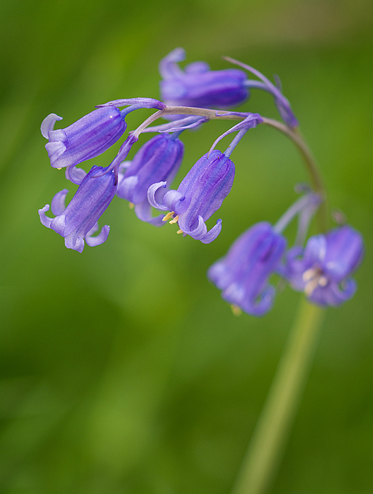 Bluebell