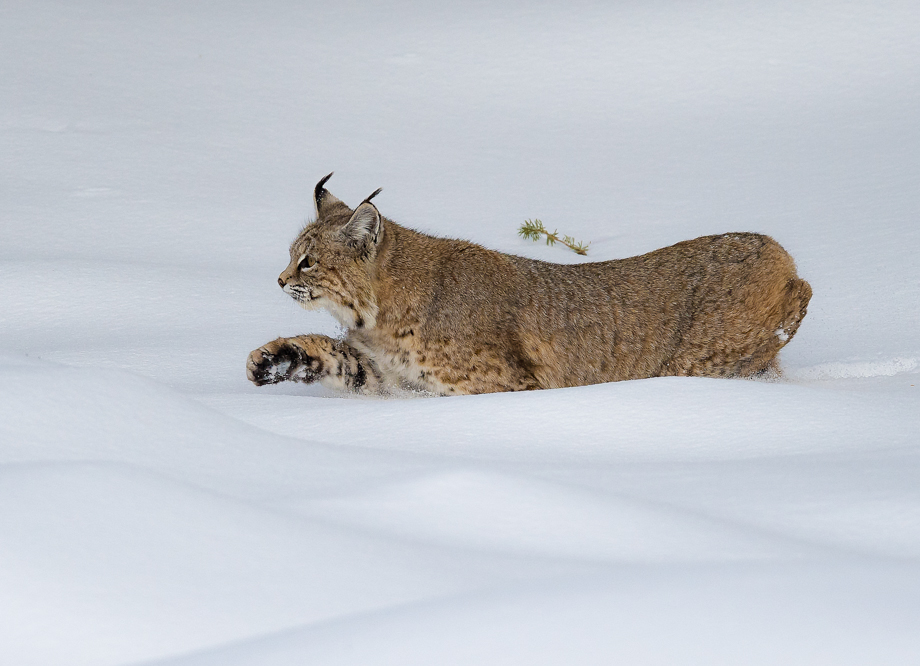 Bobcat Hunting