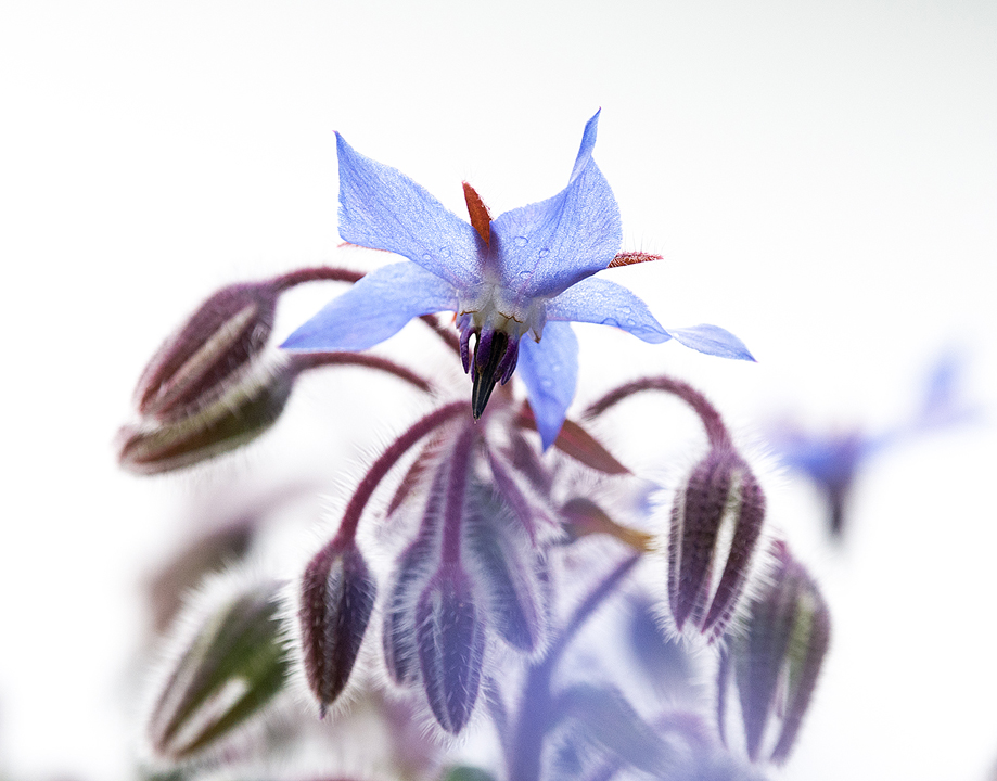 Borage