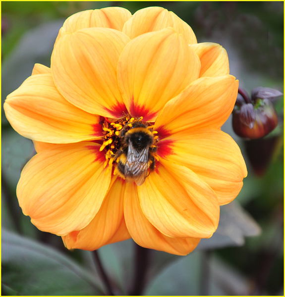 Bumblebee feeding on House of Orange Dahlia