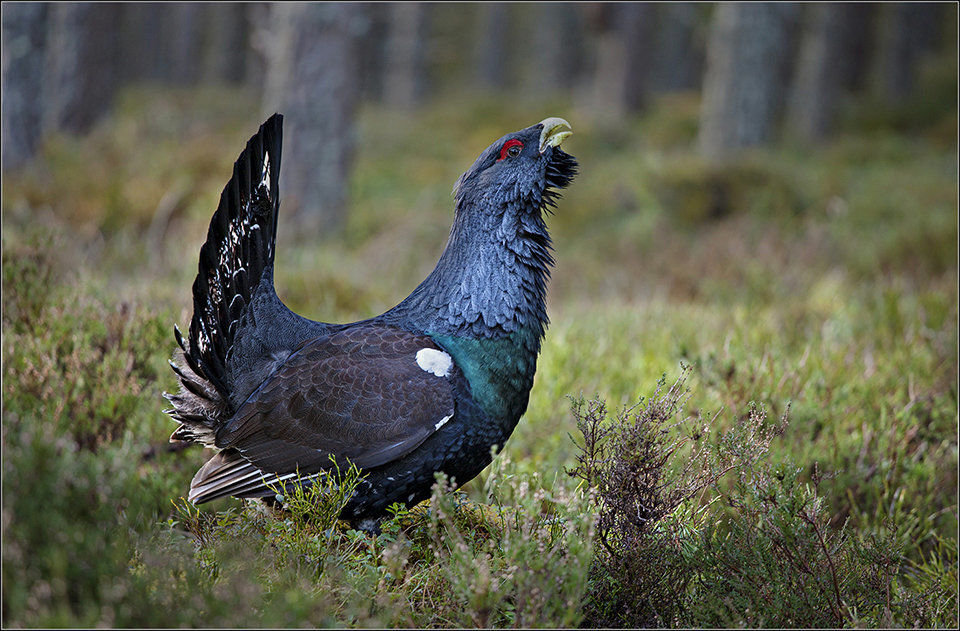 Capercaillie