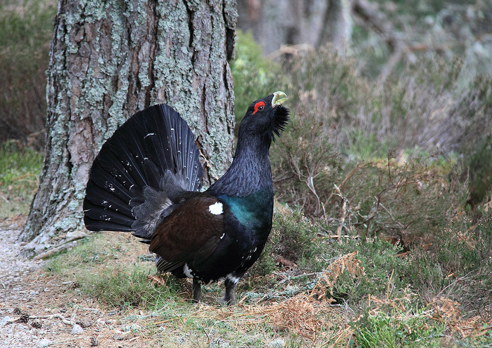Capercaillie Posturing