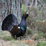 Capercaillie Posturing