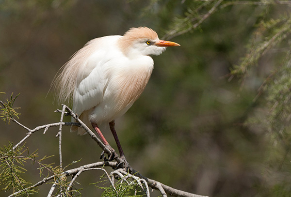 Cattle Egret