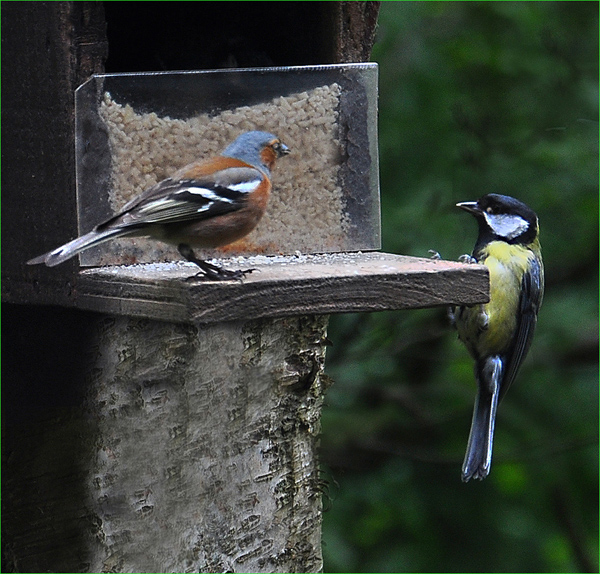 Chaffinch and Great Tit conflict