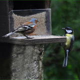 Chaffinch and Great Tit conflict