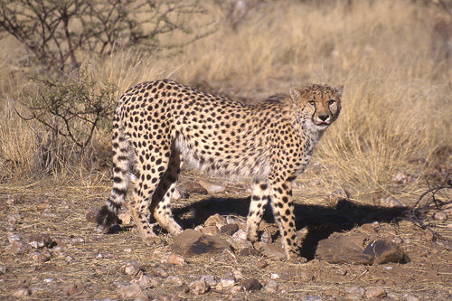 Cheetah