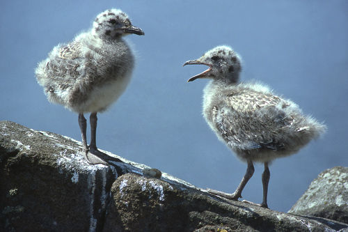 Chick Chat