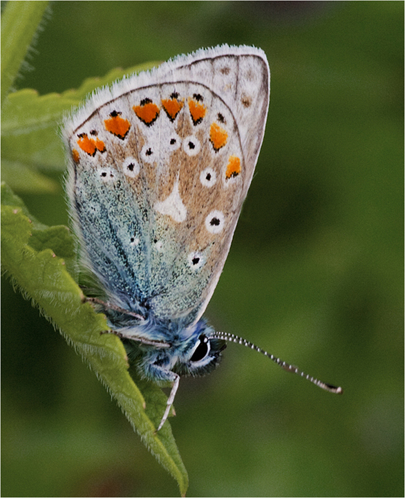 Common Blue Butterfly