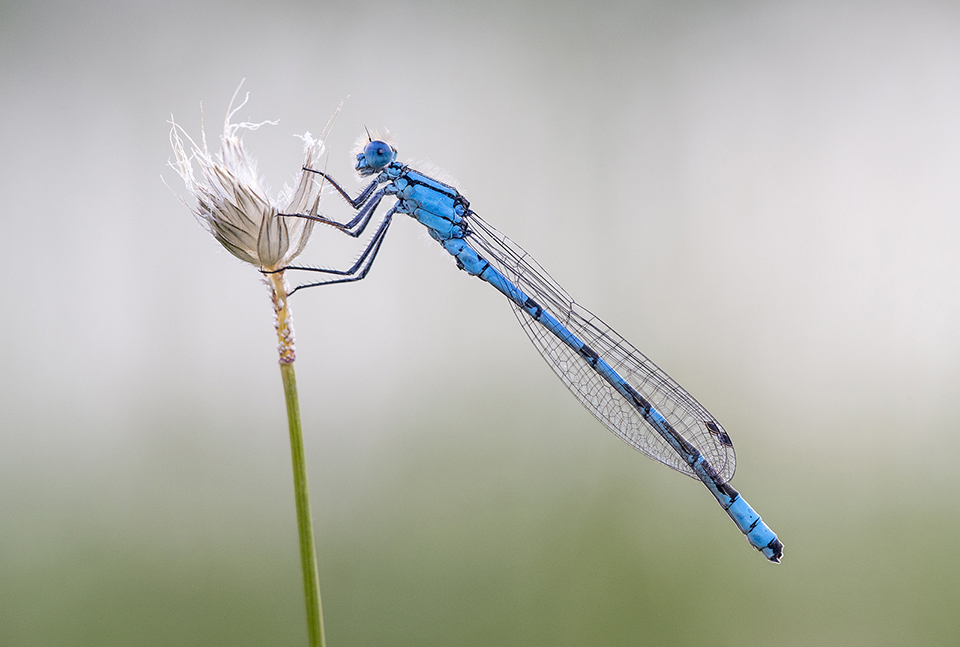 Common Blue Damselfly