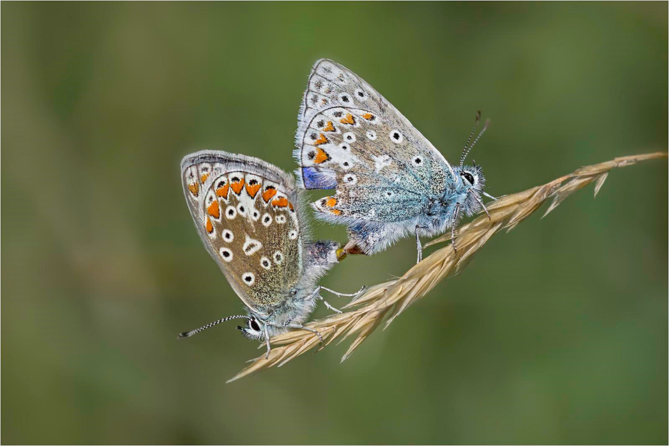 Common Blues Mating