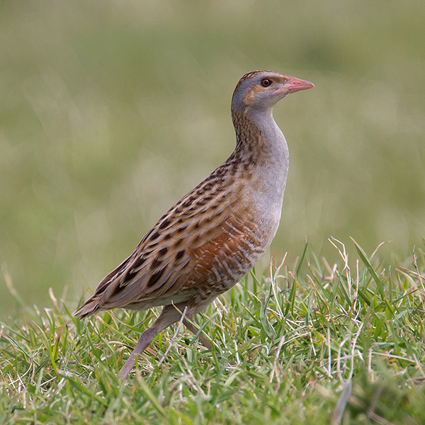 Corncrake