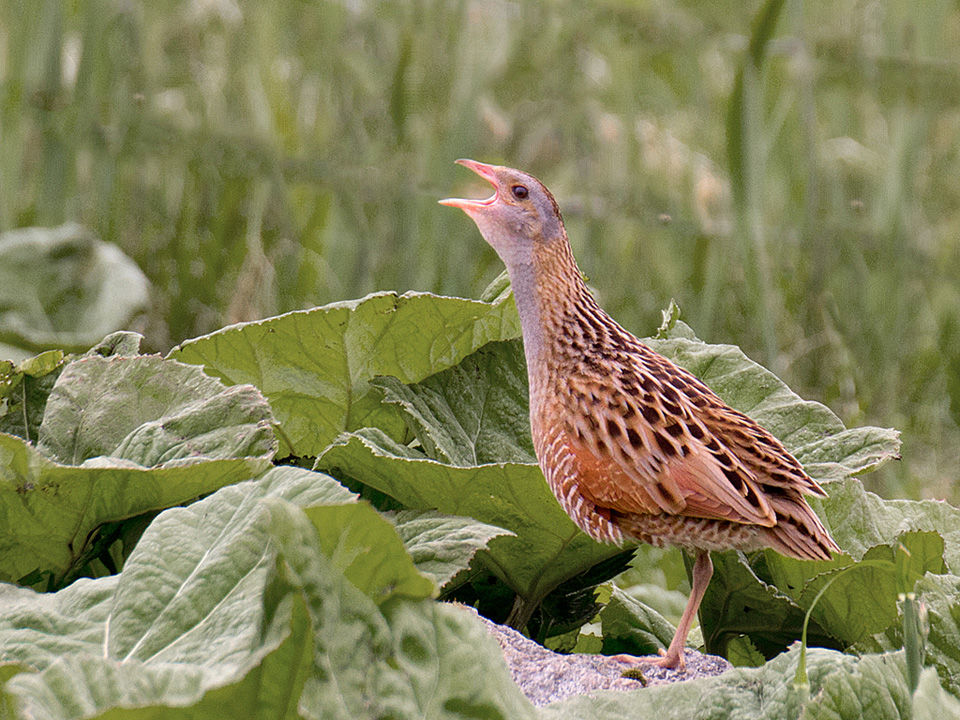 Corncrake Calling
