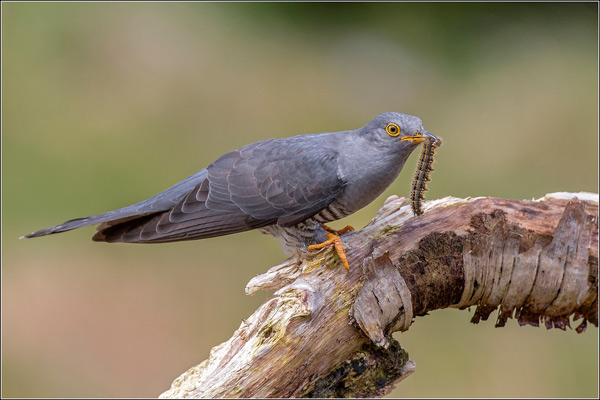 Cuckoo with Caterpillar