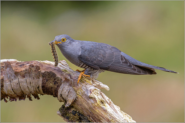 Cuckoo with Caterpillar