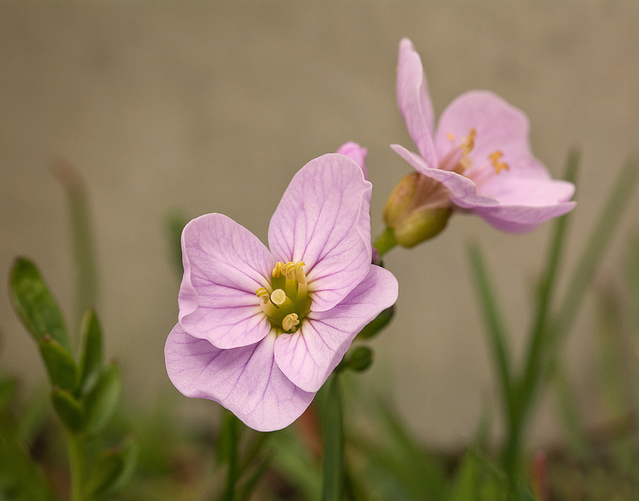 Cuckooflower