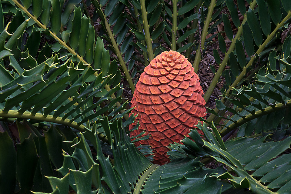 Cycad