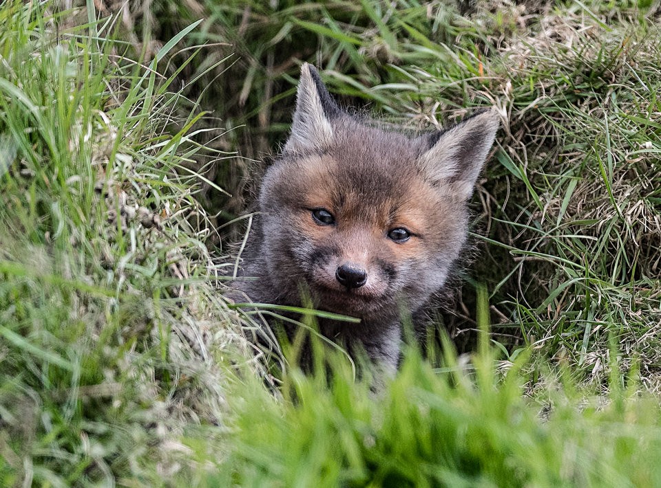 Fox Cub