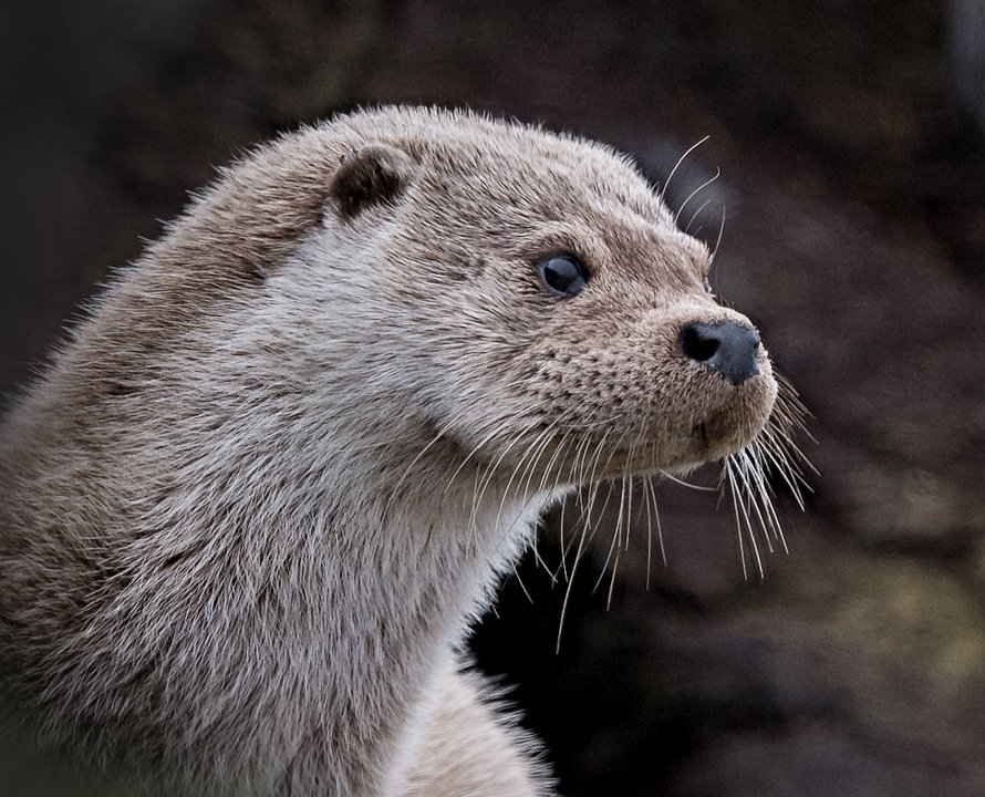 Otter Cub