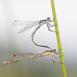 Damselflies
