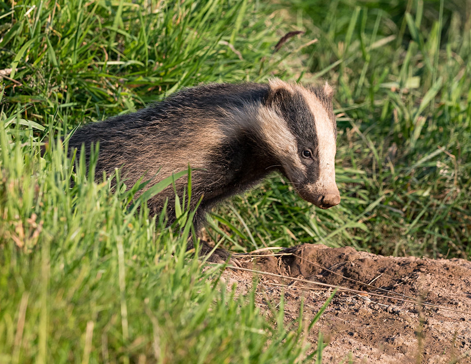 Badger