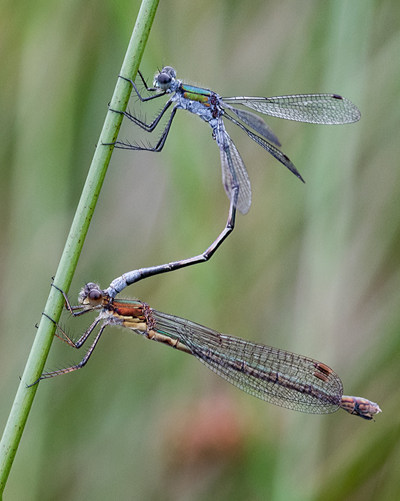 Damselflies Mating