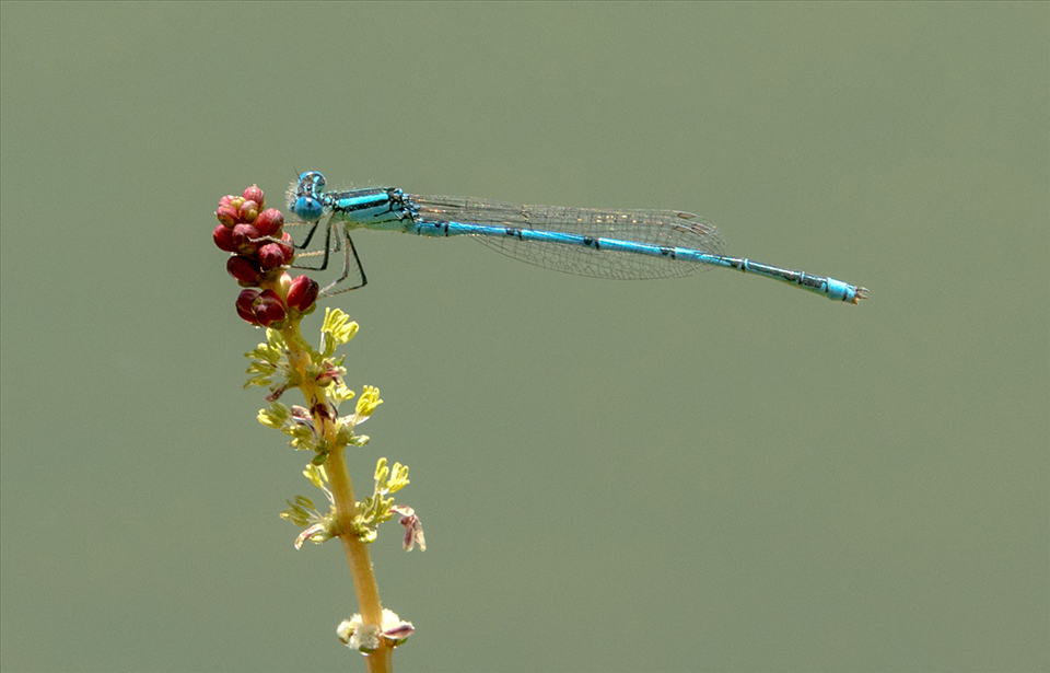 Common Blue Damselfly