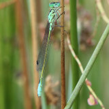 Damselfly