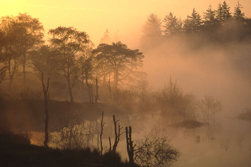 Dawn Mist