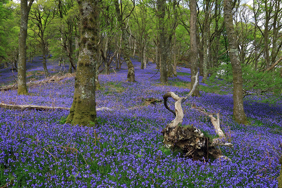 Demon in the Bluebell Wood