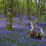 Demon in the Bluebell Wood