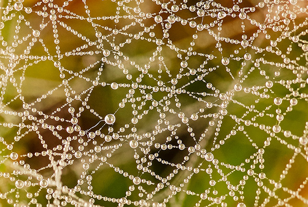 Differential Focus - Dew Drops