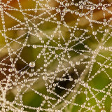 Differential Focus - Dew Drops