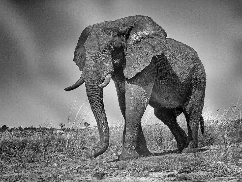 Elephant Bull