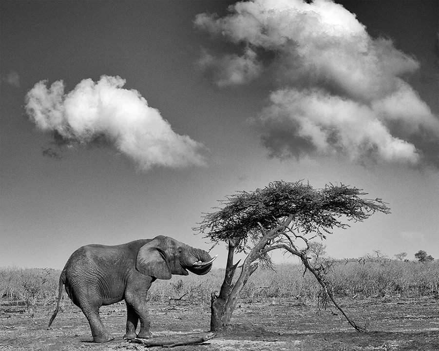 Elephant and Tree
