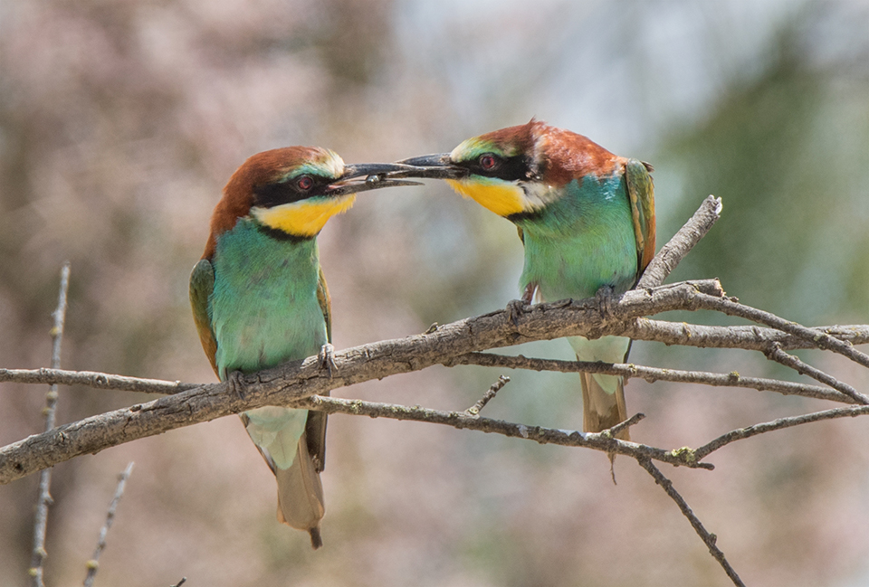 European Bee-eater Courtship