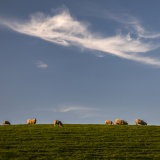 Evening Sheepscape at Bridge of Weir