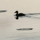 Evening Swim