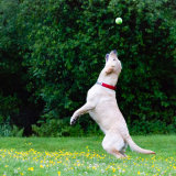 Eye on the Ball