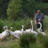 Man Feeding the Swans