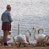 Woman Feeding the Swans