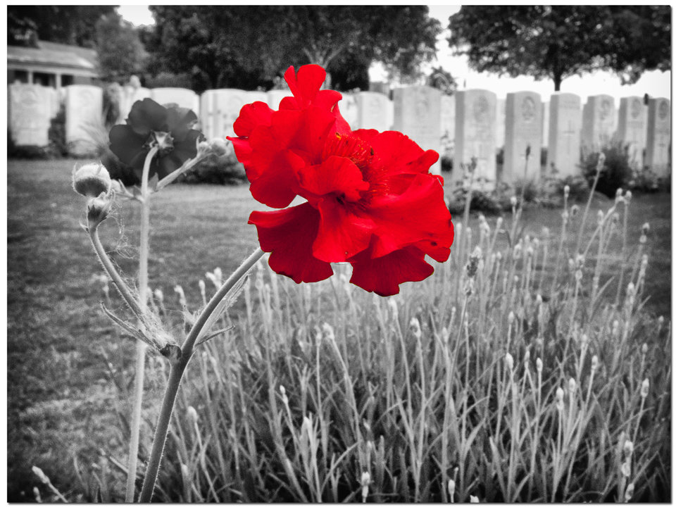 Flander's Poppy