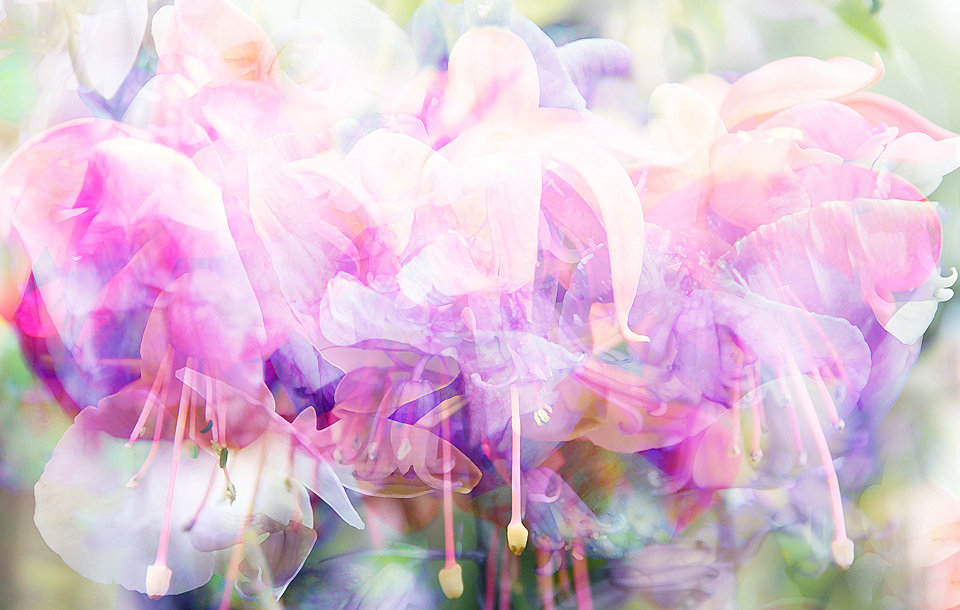 Floral fantasy