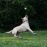 Flying