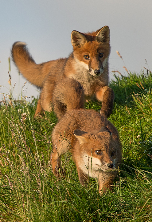 Fox Cubs at Play