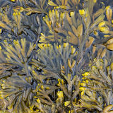 Fucoid Seaweeds